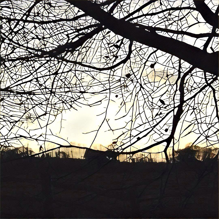 winter-trees_web