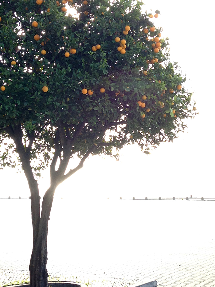 orange-tree_web